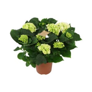 Hydrangea Schneeball Hydrangea white 5/6 flowers
(6 Plants/Order)(14cmP 40cmH)
