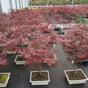 Acer palmatum Atropurpureum acer palmatum atropurpureum, Pot 32cm.
(1 Plants/Order)(32cmP 80cmH)
