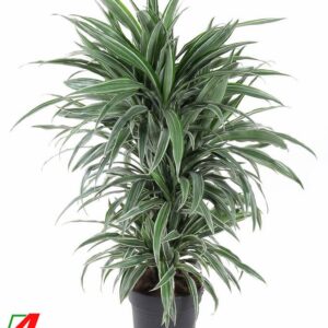 Dracaena Warneckei Dracaena Warneckei busch P24
(1 Plants/Order)(24cmP 100cmH)
