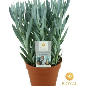 Curio ficoides Mount Everest Curio mount everst 15 cm
(6 Plants/Order)(15cmP 30cmH)