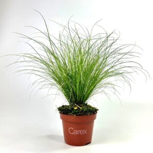 Carex comans Frosted Curls Carex 'Frosted Curls'
(12 Plants/Order)(10.5cmP 25cmH)