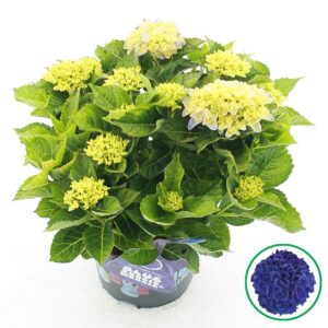 Hydrangea macrophylla other Hydrangea macr. Music Collection® 'Blue Boogiewoogie'® C5 (23cm.) Kn.
(1 Plants/Order)(23cmP 45cmH)