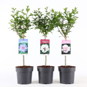 Hibiscus syriacus Hibiscus syr. mix stam 30
(1 Plants/Order)(19cmP 95cmH)