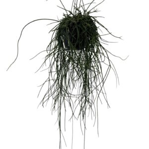 Rhipsalis floccosa Rhipsalis floccosa
(7 Plants/Order)(15cmP 35cmH)