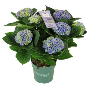 Hydrangea Magical Evolution Hydrangea Magical Evolution ® blue 7/8 flowers
(6 Plants/Order)(14cmP 40cmH)