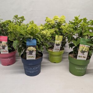 Hydrangea paniculata Hydrangea Paniculata 'IMPORT mix (PT)' - 23 cm
(1 Plants/Order)(23cmP 55cmH)