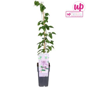 Clematis jackmanii Hagley Hybrid Clematis Hagley Hybrid P15
(10 Plants/Order)(15cmP 65cmH)