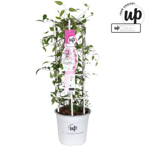 Clematis Clematis Double Up roze-rood (Hisako + Giselle) P23
(1 Plants/Order)(23cmP 75cmH)