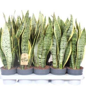 Sansevieria Laurentii Sansevieria Laurentii XL
(10 Plants/Order)(12cmP 50cmH)