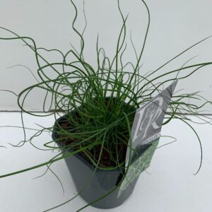 Juncus Spiralis Juncus 'Spiralis'
(6 Plants/Order)(17cmP 30cmH)