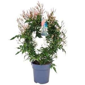 Jasminum polyanthum Jasminum boog 300 bud p12 (Jasmijn)
(9 Plants/Order)(12cmP 40cmH)