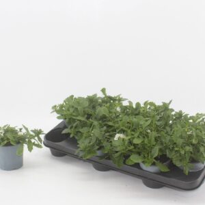 Scaevola aemula White Touch Scaevola white touch
(12 Plants/Order)(10.5cmP 20cmH)