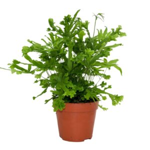 Pteris Roeweri Pteris Cretica 'Roeweri'
(10 Plants/Order)(12cmP 30cmH)