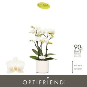 Phalaenopsis Multiflora Optifriend Sandra 3 spike in Piemonte White
(6 Plants/Order)(7cmP 25cmH)