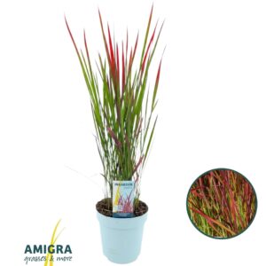Imperata cylindrica Red Imperata cylindrica 'Red Baron'
(6 Plants/Order)(17cmP 70cmH)