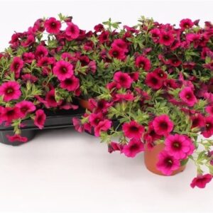 Petunia Minifamous Purple Calibrachoa Purple
(12 Plants/Order)(10.5cmP 15cmH)