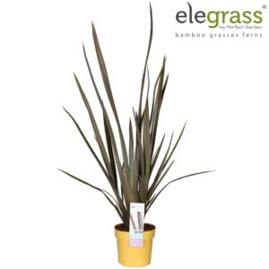 Phormium tenax Phormium 'Sundowner' P19
(1 Plants/Order)(19cmP 65cmH)