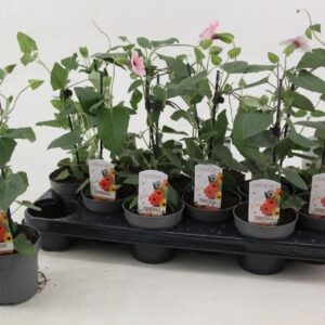 Thunbergia alata pink Sensation Thunbergia alata 'Rose Sensation'
(12 Plants/Order)(10.5cmP 30cmH)