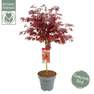 Acer palmatum Shaina Acer palm. 'Shaina' C14 laagstam
(1 Plants/Order)(30cmP 120cmH)