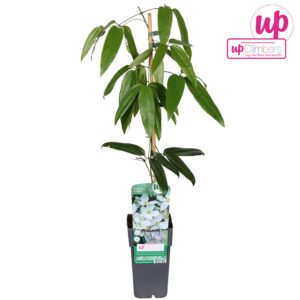 Clematis armandii Clematis armandii P15
(10 Plants/Order)(15cmP 65cmH)