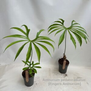 other plants Anthurium pedatoradiatum 15cm
(3 Plants/Order)(15cmP 70cmH)