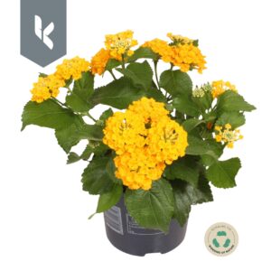 Lantana camara Havana Gold Lantana Havana Gold
(8 Plants/Order)(12cmP 20cmH)