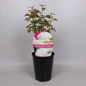 Paeonia Paeonia Premium Longlife 26CM white
(1 Plants/Order)(26cmP 50cmH)