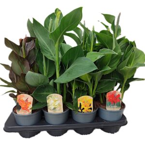Canna Cannova Canna mix p14
(8 Plants/Order)(14cmP 50cmH)