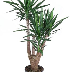 Yucca Yucca busch 4-arm P31
(1 Plants/Order)(31cmP 140cmH)