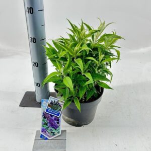 Buddleja Butterfly Candy Little Pur Buddleja d. Butt. Candy® Little Purple ('BotEx 001'PBR)
(1 Plants/Order)(19cmP 35cmH)