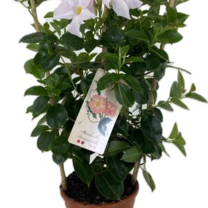 Mandevilla Sundaville White p17 Sundaville classic white Rack
(1 Plants/Order)(17cmP 55cmH)