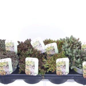Sedum other Sedum mix in tray
(8 Plants/Order)(13cmP 15cmH)