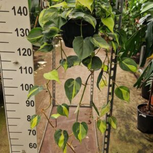 Philodendron Brasil Philodendron Scandens Brasil hangplant
(2 Plants/Order)(23cmP 90cmH)