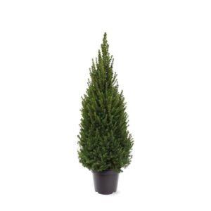 Picea Perfecta Picea glauca 'Perfecta' (pbr)
(1 Plants/Order)(26cmP 95cmH)