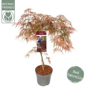 Acer palmatum Acer palm. 'Garnet'
(1 Plants/Order)(24cmP 80cmH)