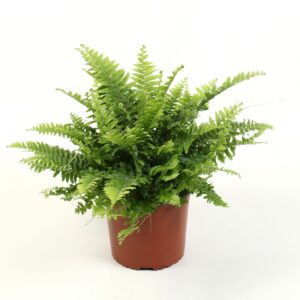 Nephrolepis Green Moment Nephrolepis boston Green Moment
(6 Plants/Order)(17cmP 40cmH)