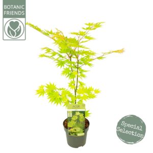 Acer shirasawanum Jordan Acer shirasawanum 'Jordan' ®
(1 Plants/Order)(19cmP 65cmH)