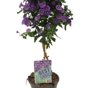 Solanum Blue Fountain Solanum (Lycianthes) Blue Fountain
(1 Plants/Order)(19cmP 75cmH)