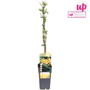 Lonicera tellmanniana Lonicera 'Tellmanniana' P15
(10 Plants/Order)(15cmP 65cmH)