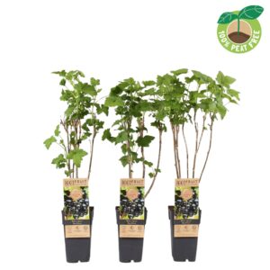 Ribes nigrum Ribes nigrum 'Ben Nevis', P15
(10 Plants/Order)(15cmP 40cmH)