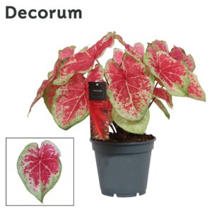 Caladium Caladium Bicolor (Decorum)
(6 Plants/Order)(17cmP 50cmH)