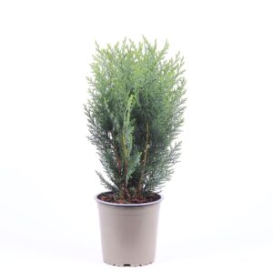 Chamaecyparis Columnari Chamaecyparis lawsoniana 'Columnaris'
(8 Plants/Order)(13cmP 40cmH)