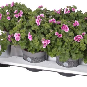 Pelargonium Pelargonium Grandifloru Pelg. Angel Fay 12cm
(8 Plants/Order)(12cmP 25cmH)