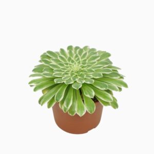Aeonium tabuliforme Aeonium tabaluformis `Variegata` 10,5 cm
(10 Plants/Order)(10.5cmP 16cmH)