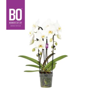 Phalaenopsis white more Ripsen Cascade P12 BO Versailles 2 spike
(4 Plants/Order)(12cmP 60cmH)