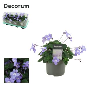 Streptocarpus saxorum Streptocarpus saxorum 13 cm Decorum
(8 Plants/Order)(13cmP 25cmH)