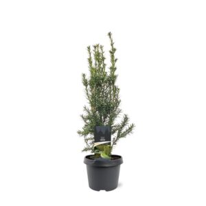 Taxus media Hicksii Taxus media 'Hicksii'
(1 Plants/Order)(19cmP 60cmH)
