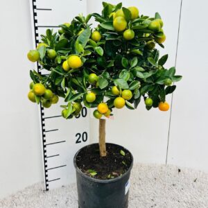 Citrofortunella x microcar Citrus Calamondin on stem
(1 Plants/Order)(21cmP 70cmH)