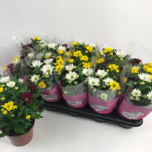 Chrysanthemum Stream Chrysanthemum Stream mix Fusion
(10 Plants/Order)(12cmP 20cmH)