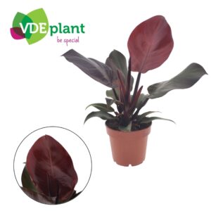 Philodendron Philodendron Sunlight 12cm
(6 Plants/Order)(12cmP 25cmH)